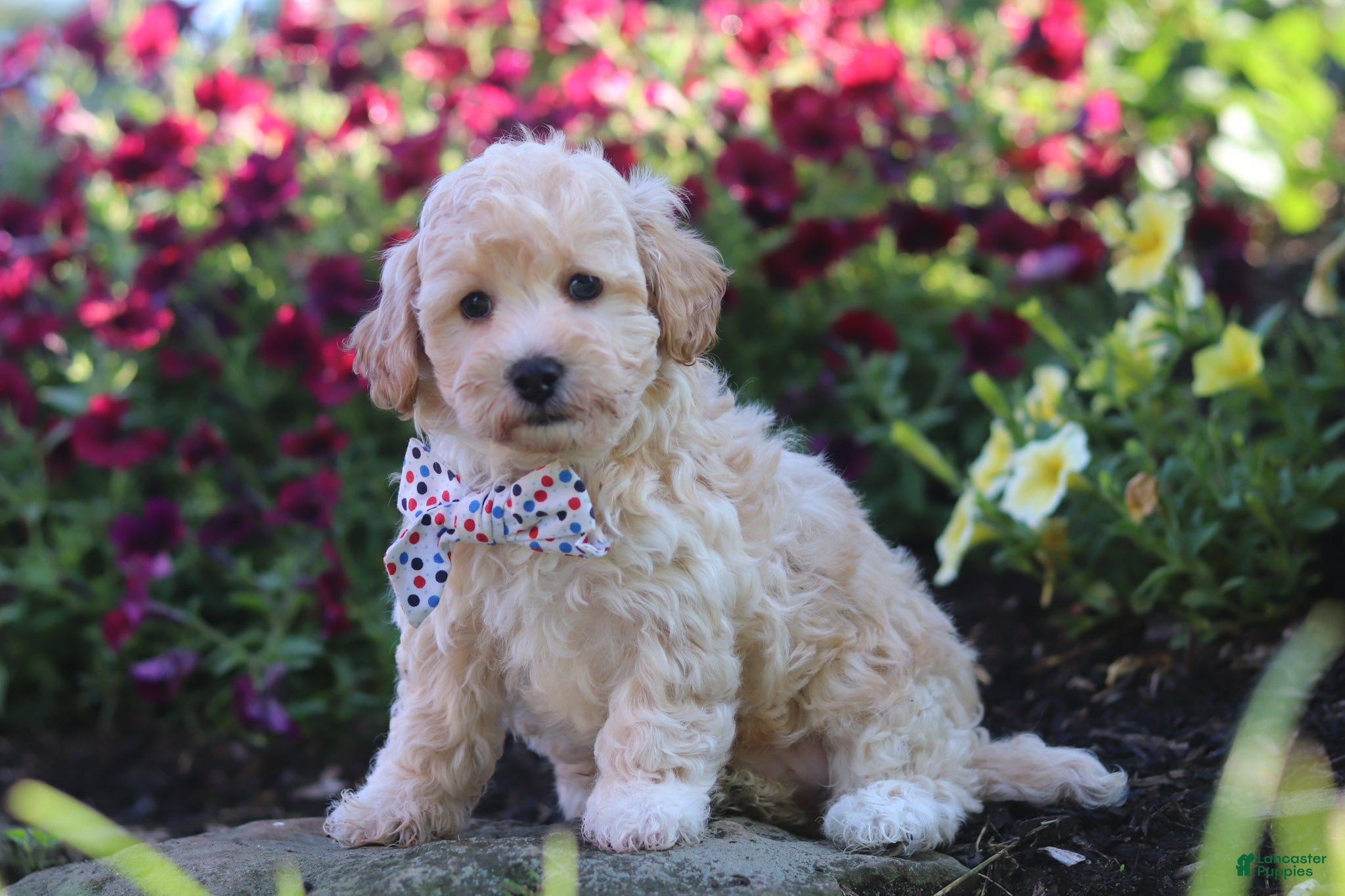 Havapoo dogs Brodie - Ad 2