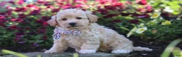 Havapoo dogs for sale: Brodie - Ad 2