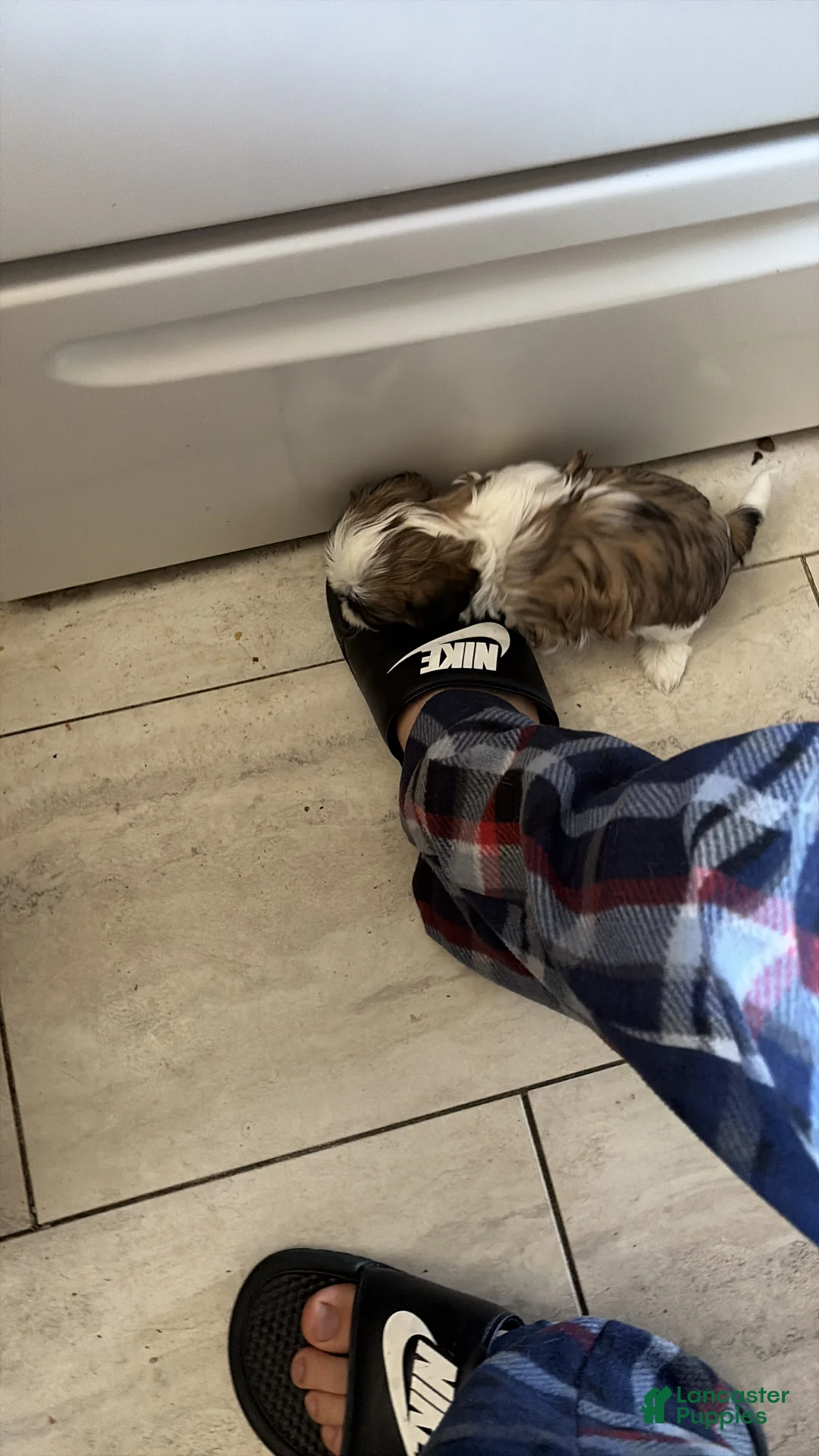 Shih Tzu dogs for sale: Shih Tzu Puppy 4 - Ad 1