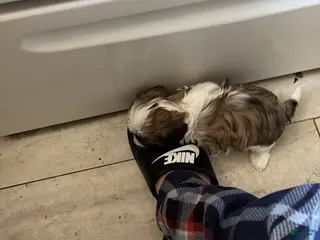 Shih Tzu dogs Shih Tzu Puppy 4 - Ad 32