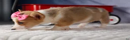 Welsh Corgi Pembroke dogs for sale: Callie  - Ad 6