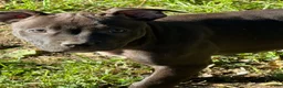 American Bully dogs for sale: American Bully 3.  Cassie - Ad 3