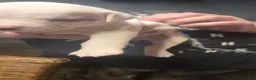 American Bulldog dogs for sale: American Bulldog 1 - Ad 19