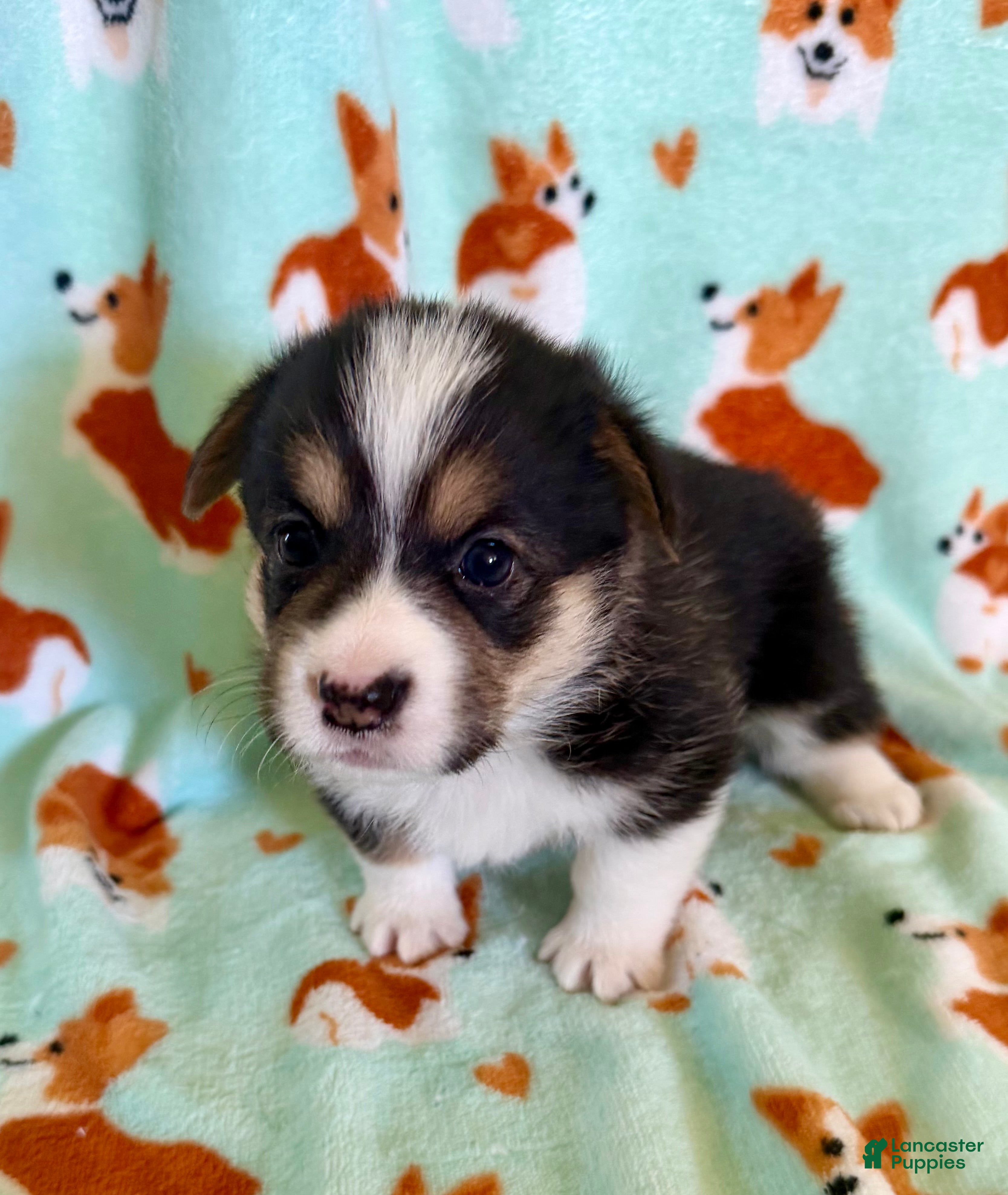Welsh Corgi Pembroke dogs Rumi - Ad 1