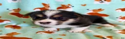 Welsh Corgi Pembroke dogs for sale: Rumi - Ad 1