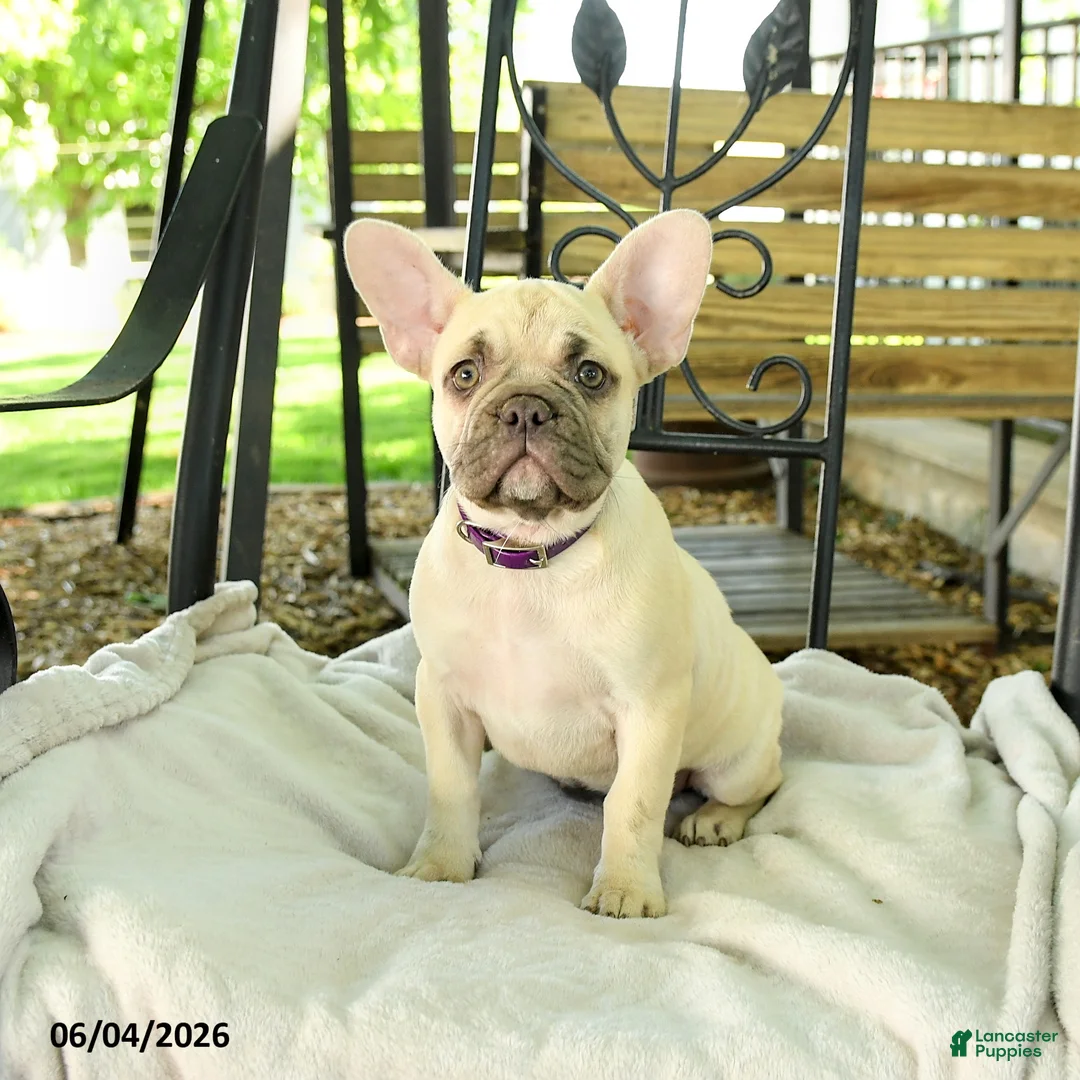 French Bulldog dogs for sale: Delightful Doris - Ad 1