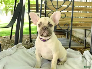 French Bulldog dogs for sale: Delightful Doris - Ad 1
