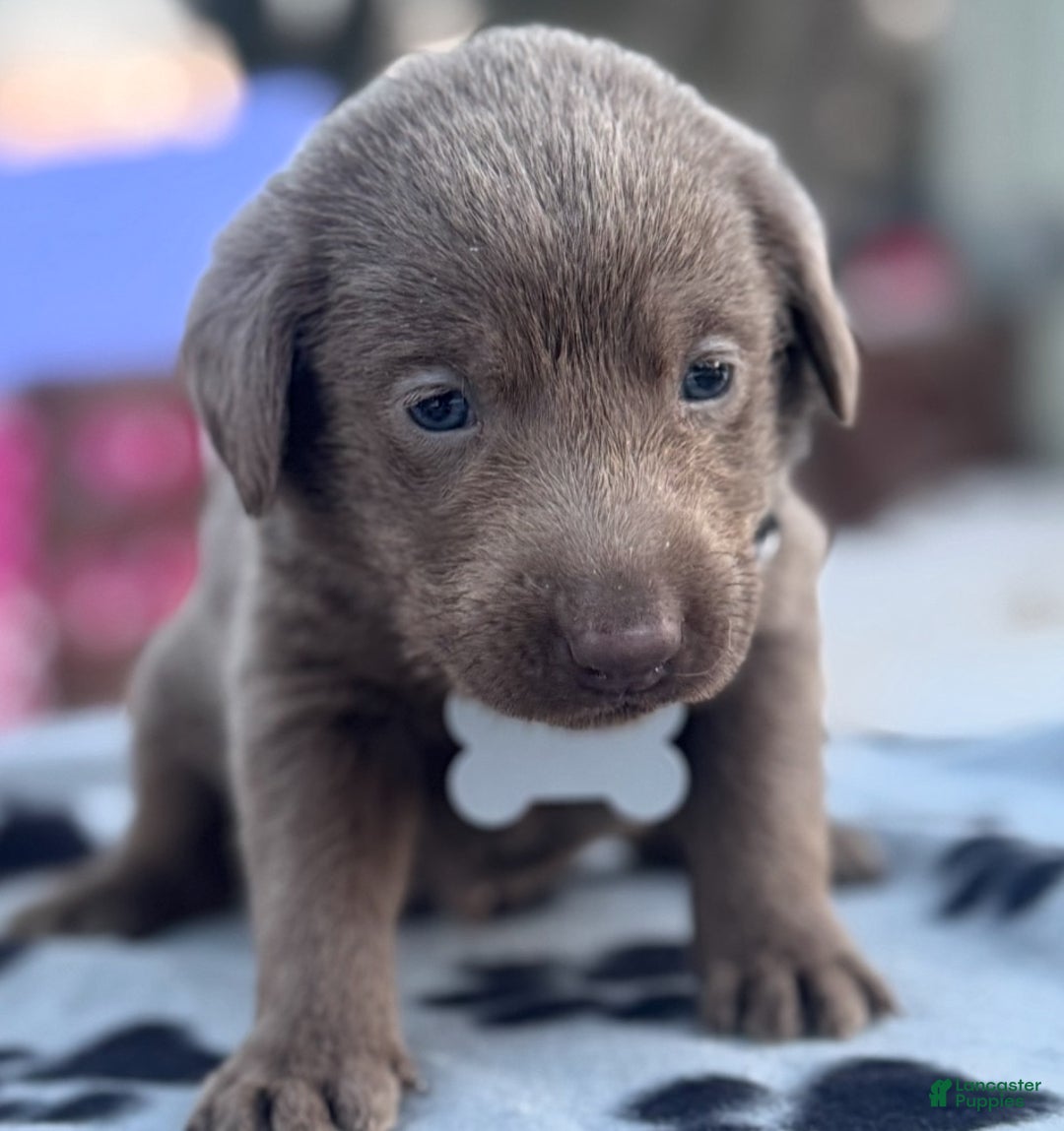 Labrador Retriever dogs for sale: Labrador Retriever Puppy 1 - Ad 8