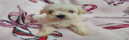 Maltipoo dogs for sale: Otis---Maltipoo, in home raised, non-shedding - Ad 3