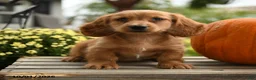 Dachshund dogs for sale: Hubert - Ad 1