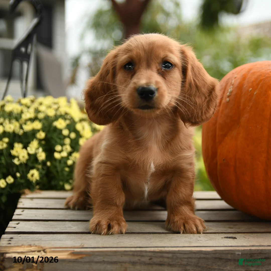 Dachshund dogs for sale: Hubert - Ad 1