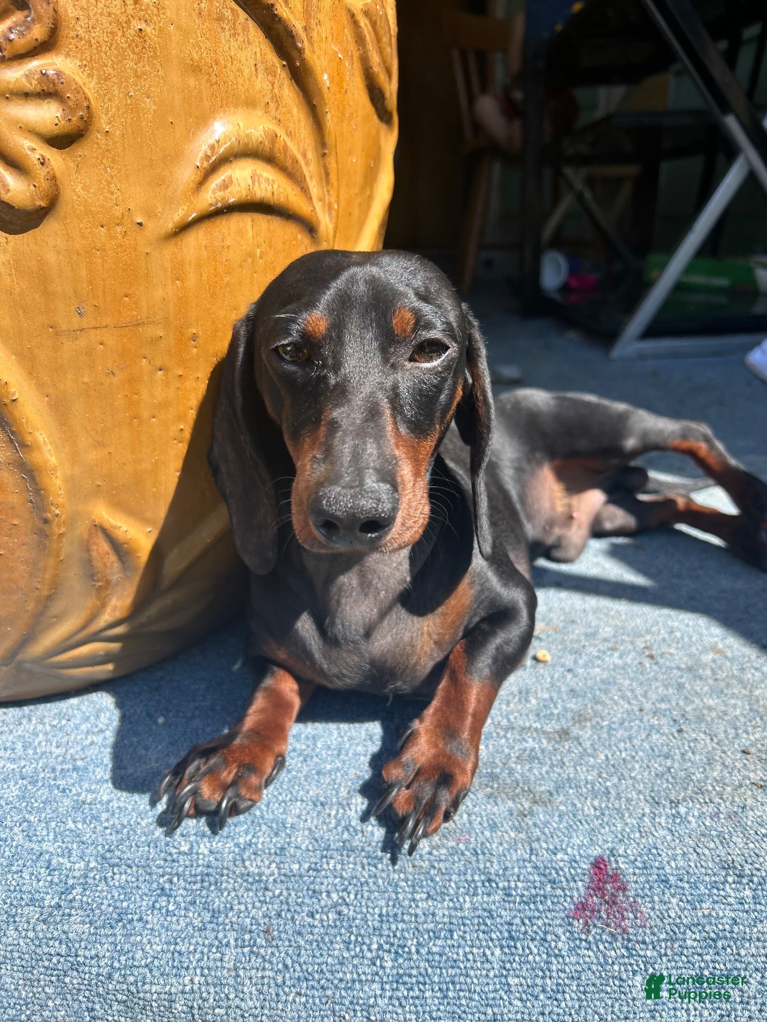 Miniature Dachshund dogs Miniature Dachshund 1 - Ad 36