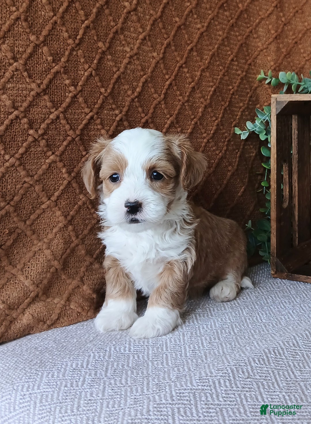 Havanese dogs for sale: Kasper  - Ad 3