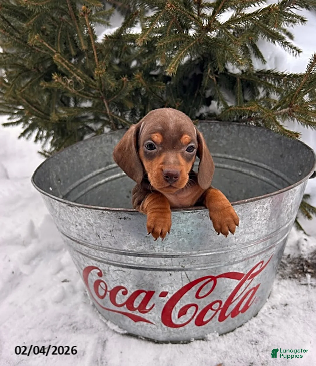 Miniature Dachshund dogs for sale: Carly - Ad 3