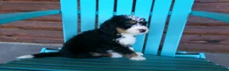 Mini Bernedoodle dogs for sale: Beth - Ad 6