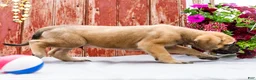 English Mastiff dogs for sale: Morris - Ad 9