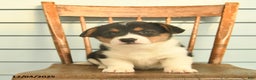 Welsh Corgi Pembroke dogs for sale: Sunny  - Ad 5