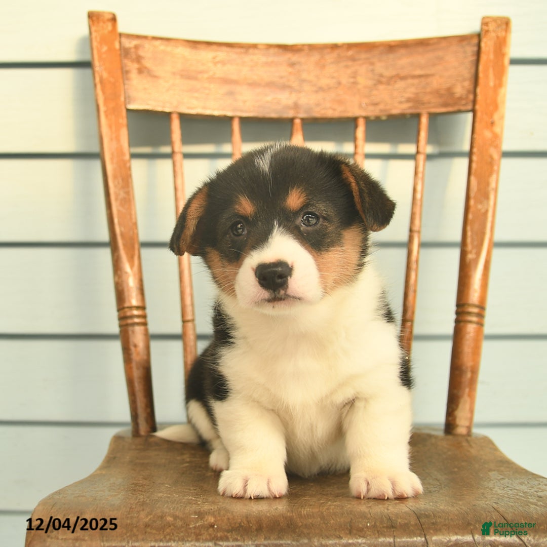 Welsh Corgi Pembroke dogs for sale: Sunny  - Ad 5