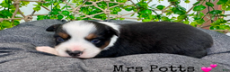 Miniature Australian Shepherd dogs for sale: Mrs Potts - Ad 3