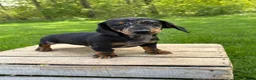 Dachshund dogs for sale: Thor - Ad 1