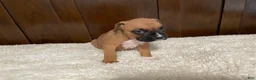 Boxer dogs for sale: Jax - Ad 8