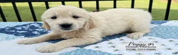 Golden Retriever dogs for sale: Peggy - Ad 2