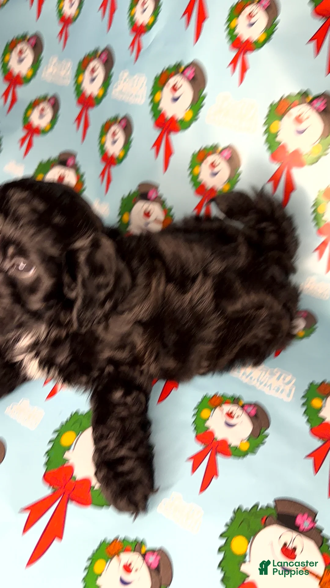 Shihpoo dogs for sale: Shrek - Ad 3