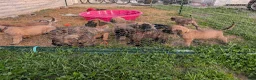 English Mastiff dogs for sale: Sassy (Hot Pink) - Ad 12