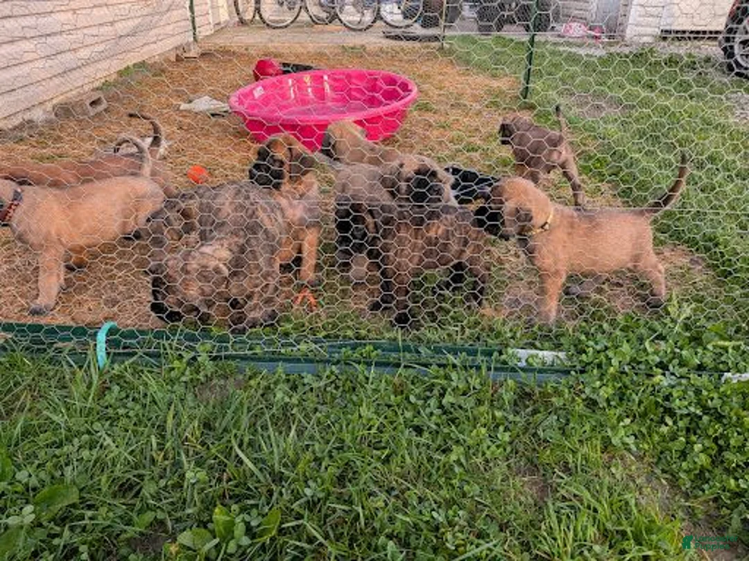 English Mastiff dogs for sale: Sassy (Hot Pink) - Ad 12