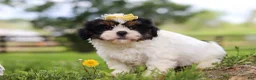 Shih Tzu dogs for sale: Fern - Ad 3