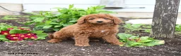 Mini Goldendoodle dogs for sale: Dodger - Ad 3