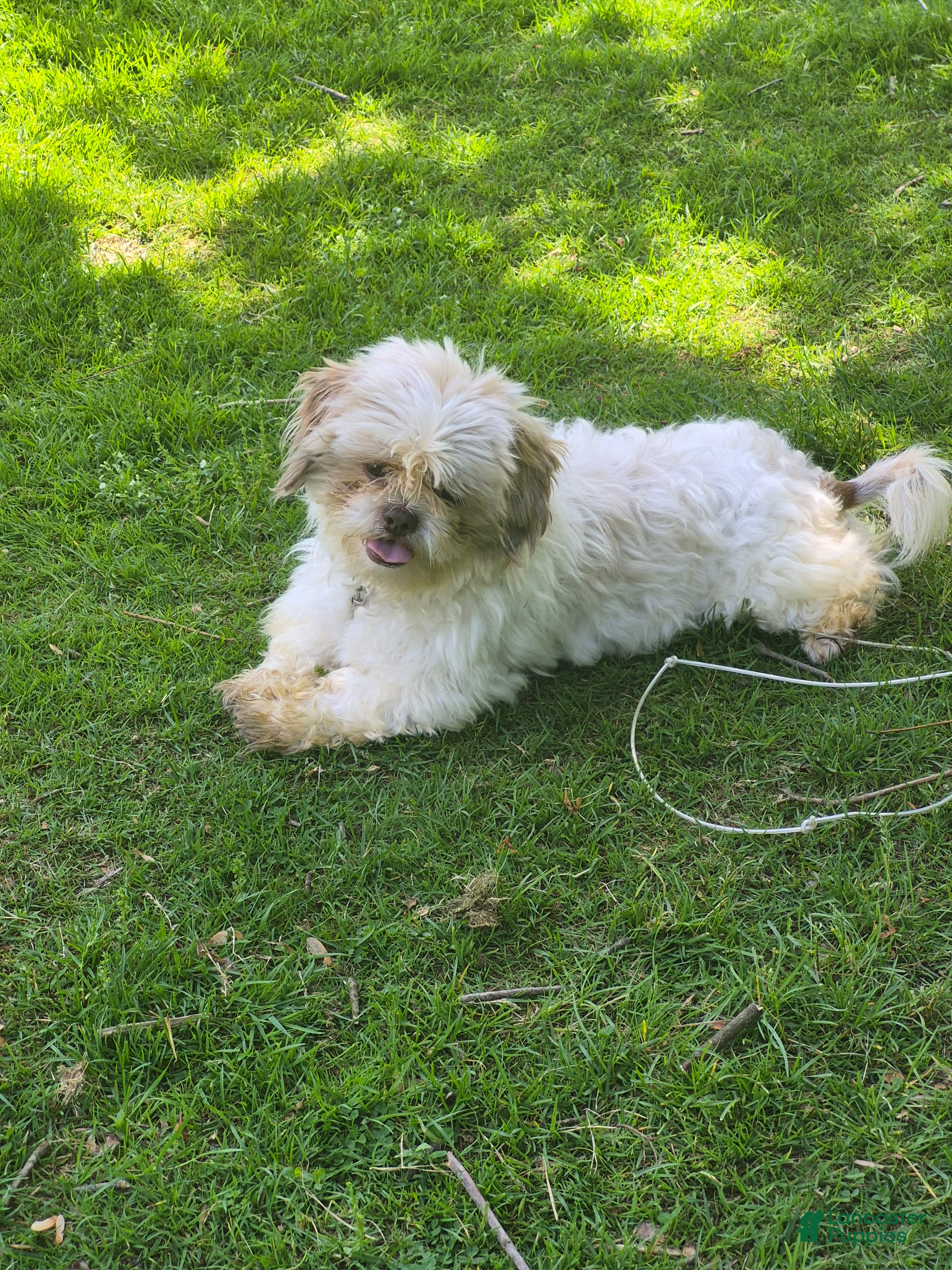 Shih Tzu dogs for sale: Snickers - Ad 2