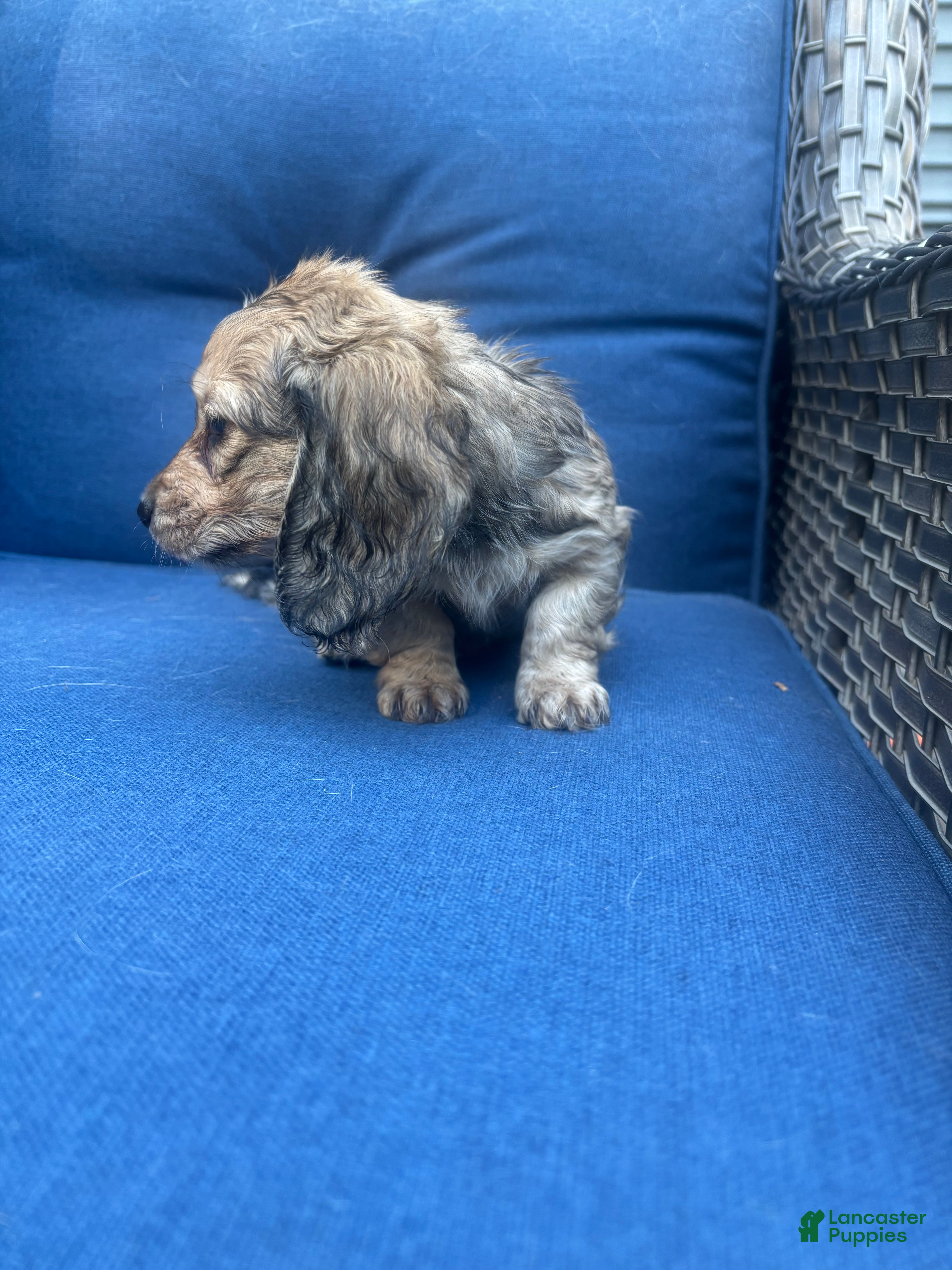 Miniature Dachshund dogs Miniature Dachshund 1 - Ad 2