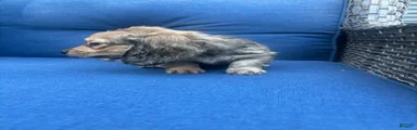 Miniature Dachshund 1