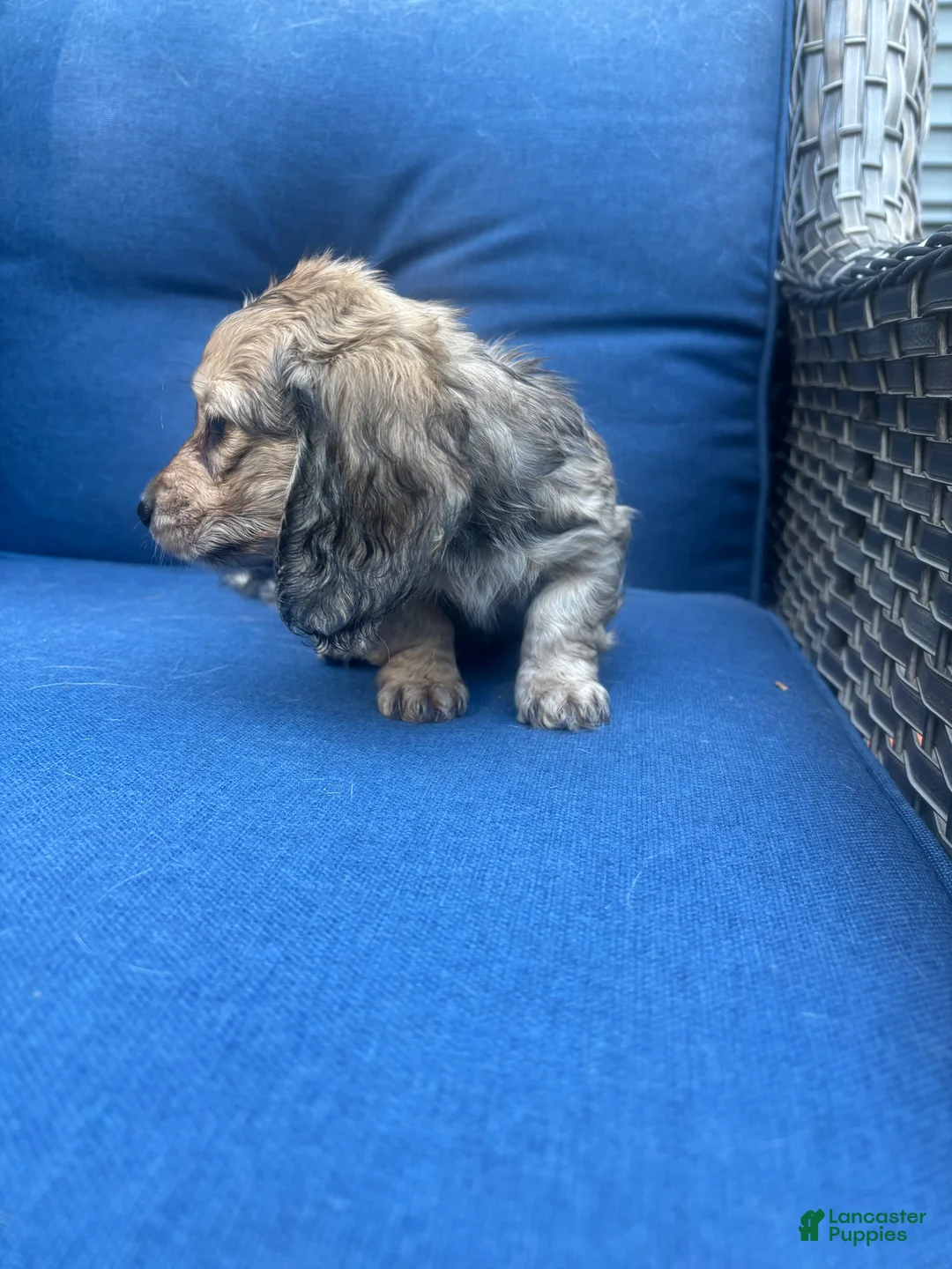 Miniature Dachshund dogs for sale: Miniature Dachshund 1 - Ad 1