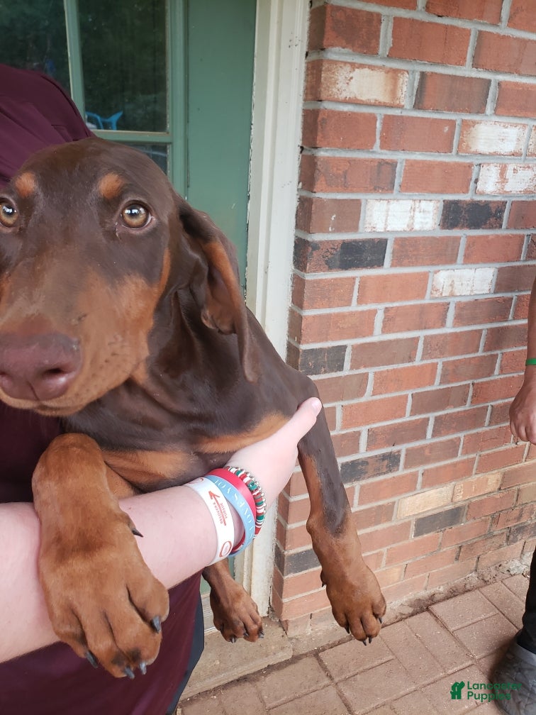 Doberman Pinscher dogs Mae - Ad 42