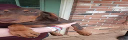 Doberman Pinscher dogs for sale: Mae - Ad 1