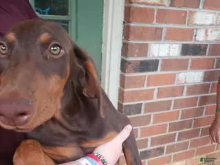 Doberman Pinscher dogs Mae - Ad 42