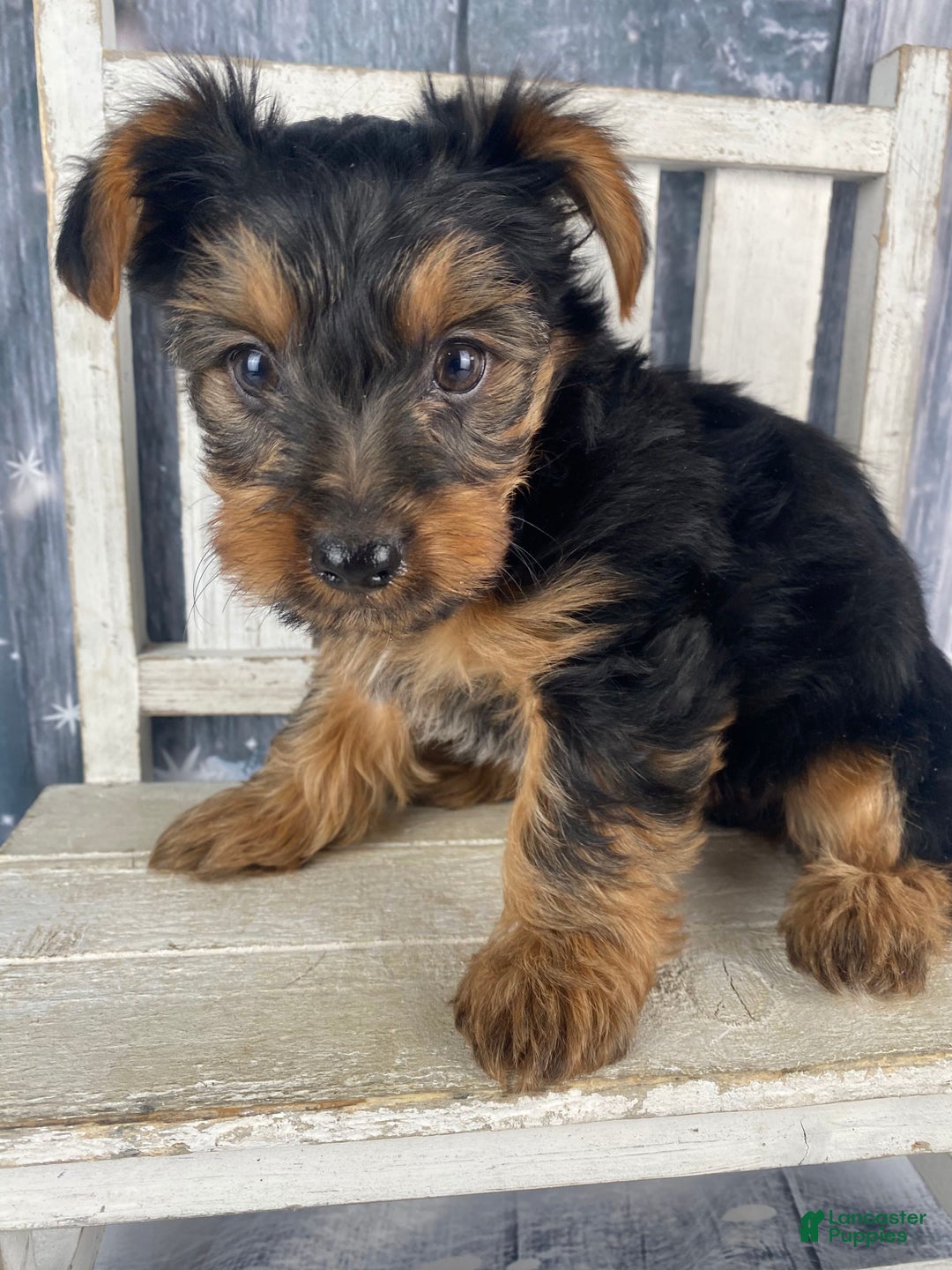 Yorkshire Terrier dogs for sale: Mason - Ad 2