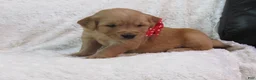 Golden Retriever dogs for sale: Liam  - Ad 4