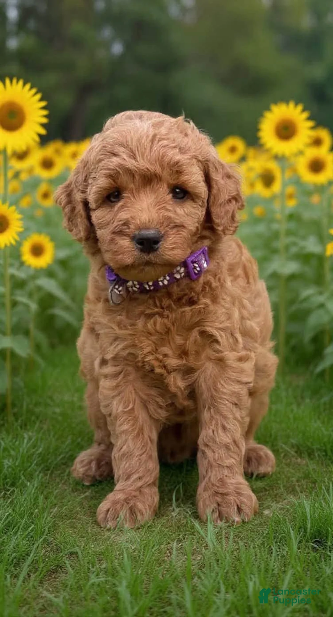 Mini Goldendoodle dogs for sale: Mini Goldendoodle purple collar - Ad 1