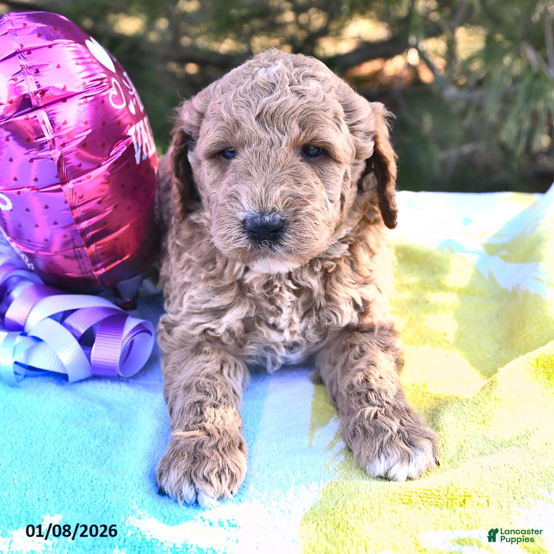 Mini Goldendoodle dogs for sale: Oscar - Ad 4