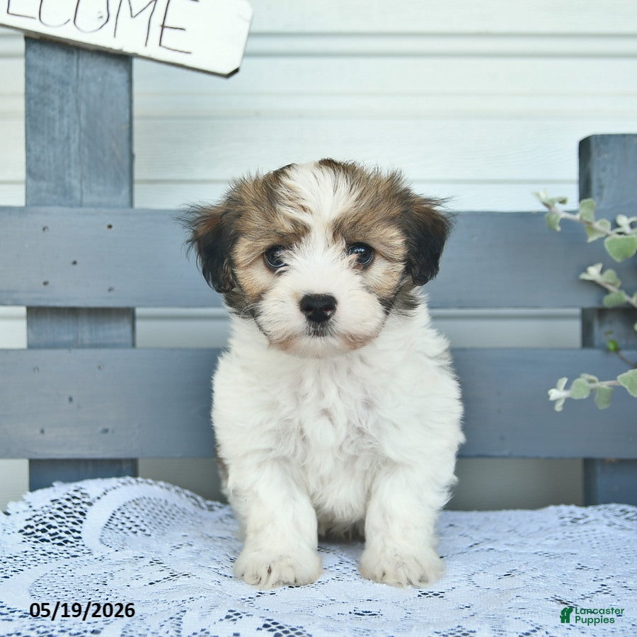 Havanese dogs Duke  - Ad 1