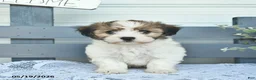 Havanese dogs for sale: Duke  - Ad 1