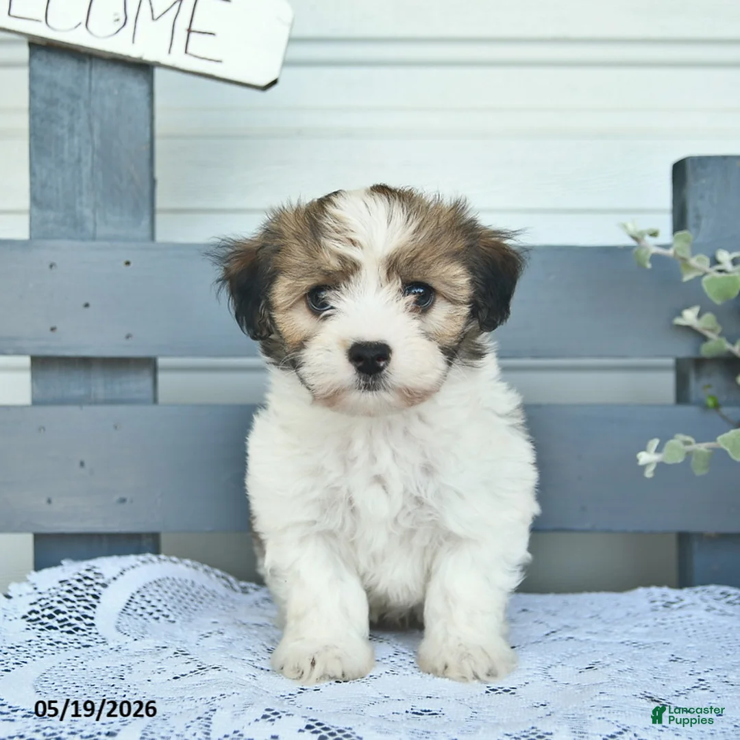 Havanese dogs for sale: Duke  - Ad 1