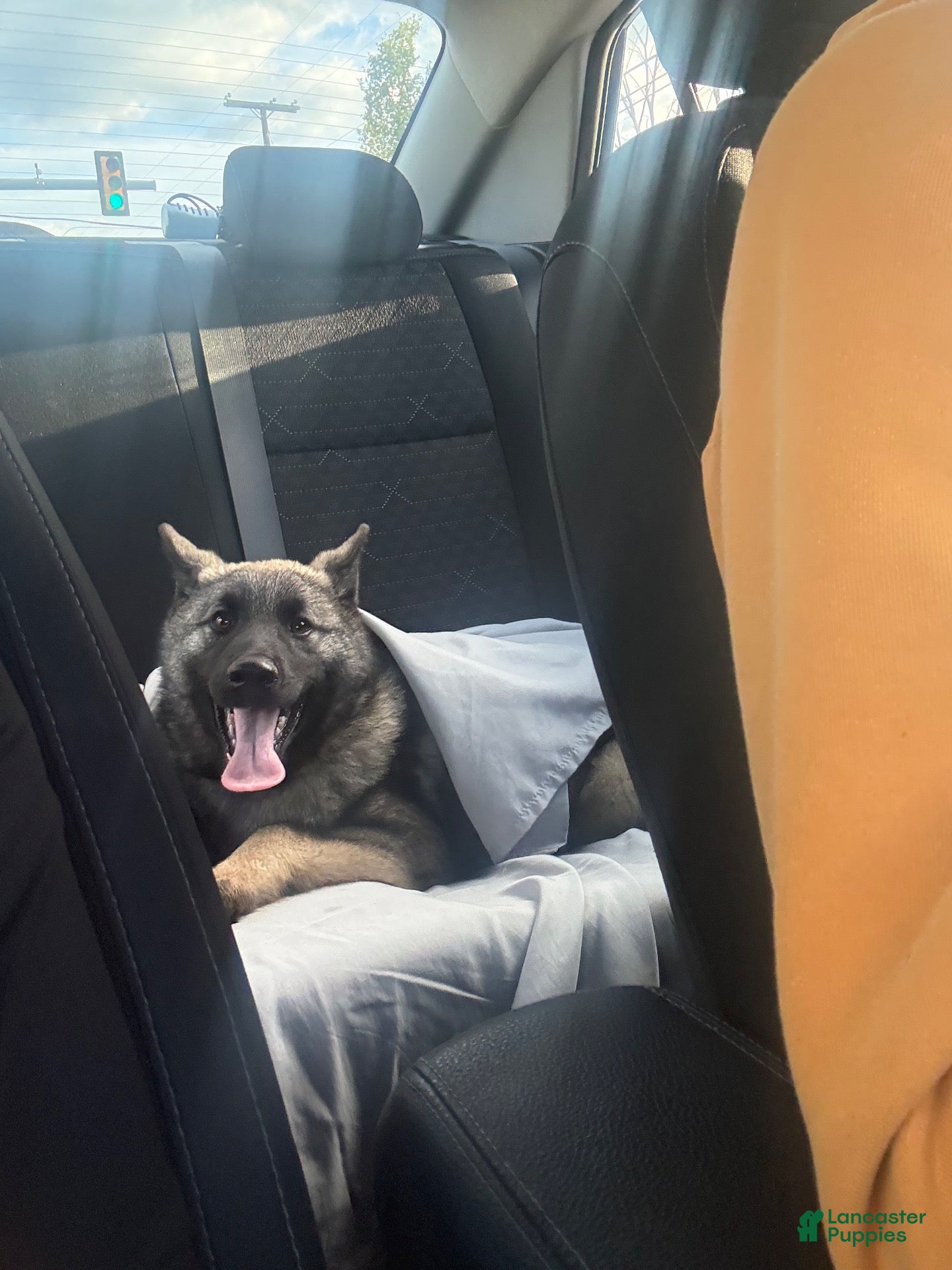 Norwegian Elkhound