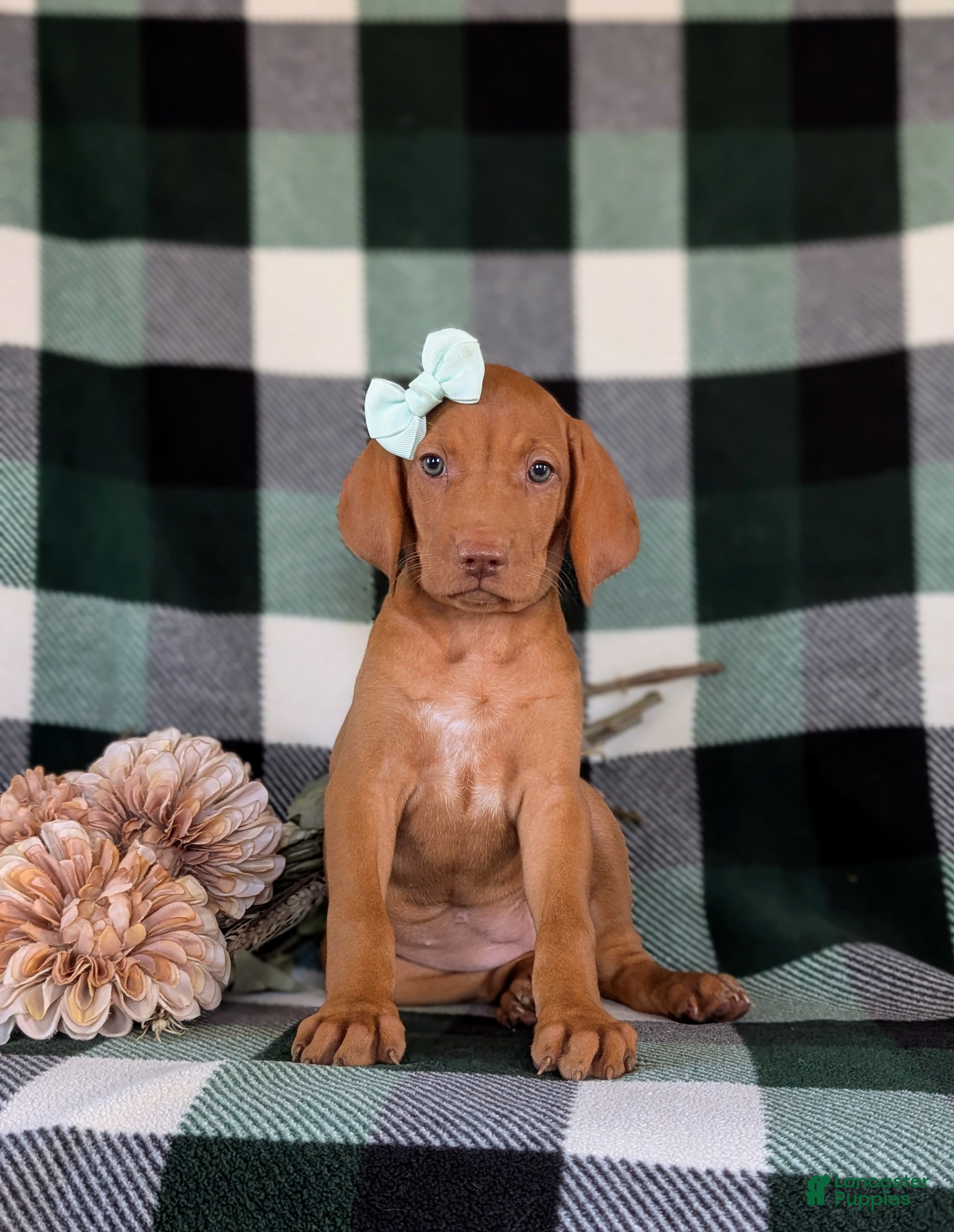 Vizsla dogs Allyce - Ad 2