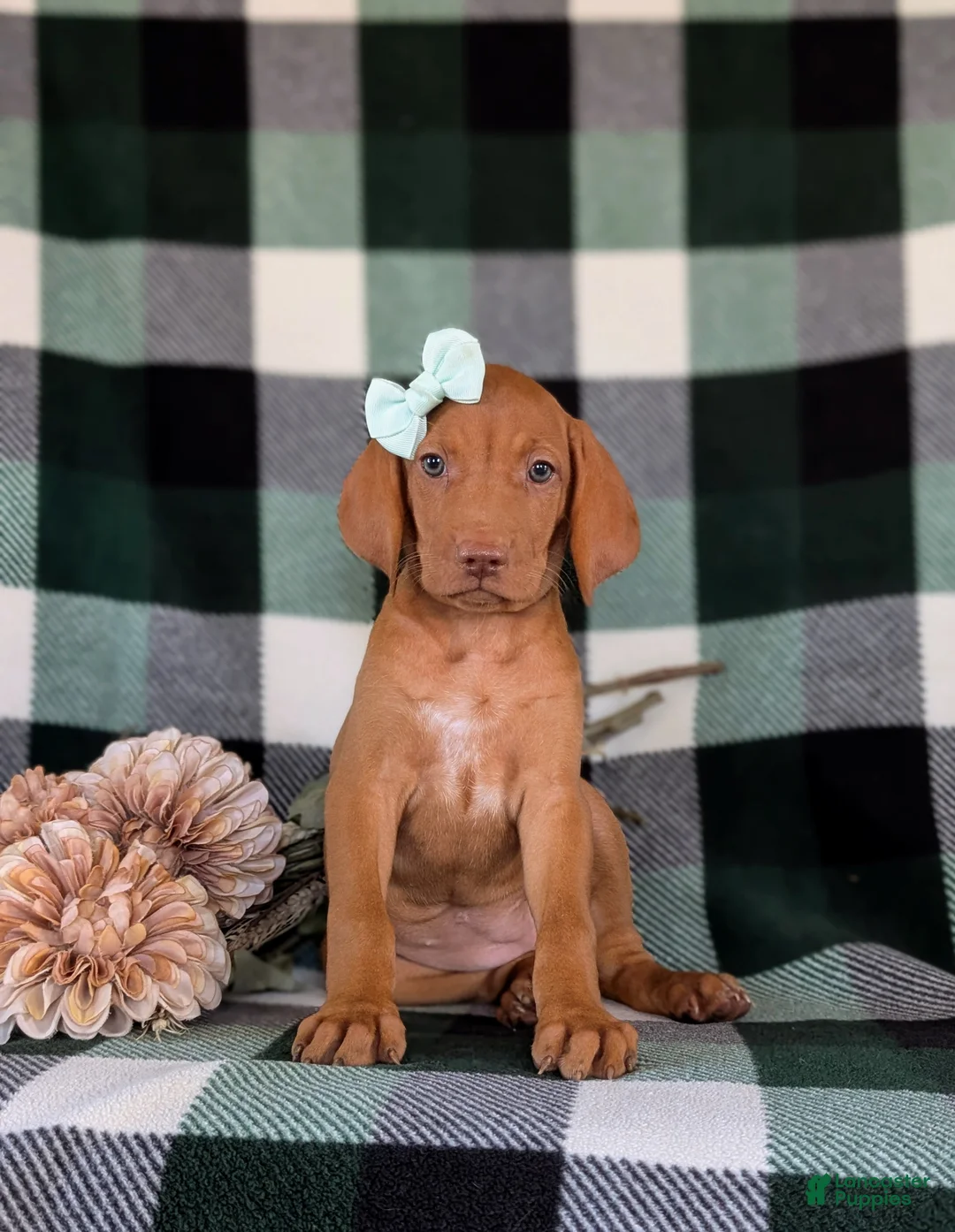 Vizsla dogs for sale: Allyce - Ad 2