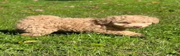 Cavapoo dogs for sale: Maisy - Ad 3