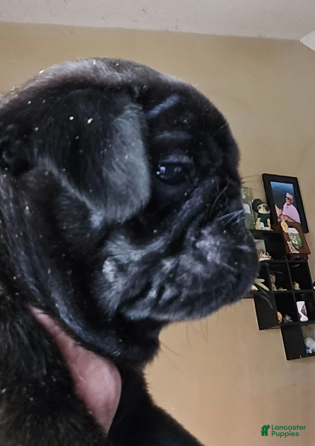 Pug dogs for sale: Pug 1 - Ad 2